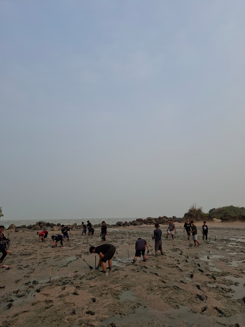 Mahasiswa KKS STAI Mempawah Tanam Mangrove, Tekan Dampak Abrasi di Pesisir Sungai Pangkalan I