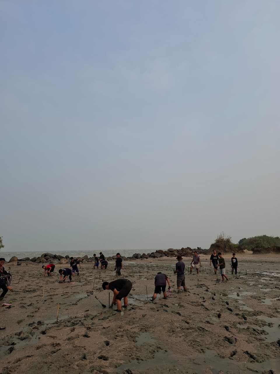 Mahasiswa KKS STAI Mempawah Tanam Mangrove, Tekan Dampak Abrasi di Pesisir Sungai Pangkalan I